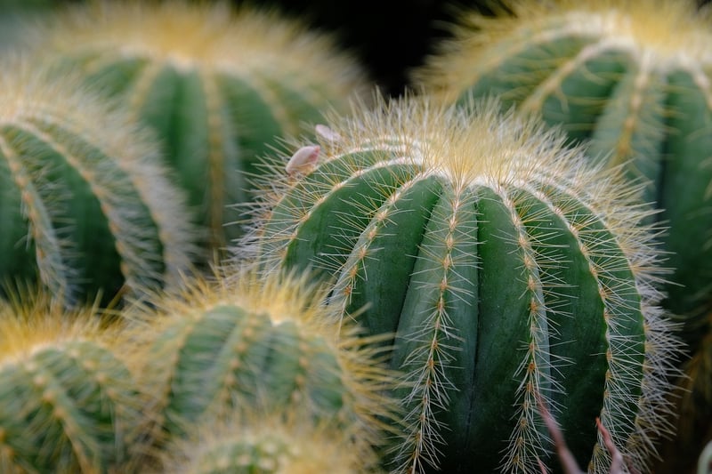 Scaley Succulents